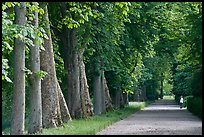 Forested alley, Fontainebleau Palace. France