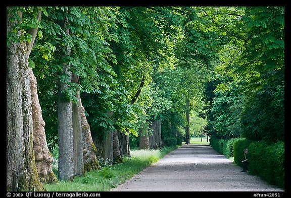 Chestnut trees, alley in English Garden, Palace of Fontainebleau. France