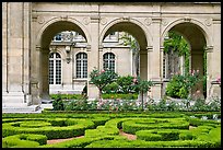 Hedges and roses in courtyard of hotel particulier. Paris, France (color)