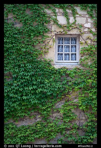 Ivy and window, Fontenay Abbey. Burgundy, France