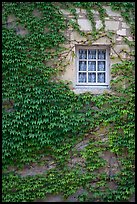 Ivy and window, Fontenay Abbey. Burgundy, France (color)