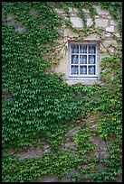 Ivy and window, Fontenay Abbey. Burgundy, France