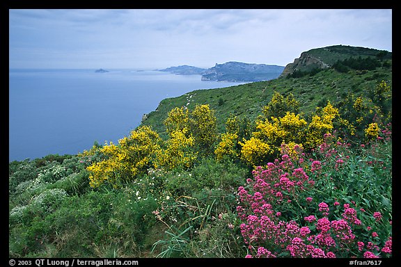 Wildflowers and Mediterranean seen from Route des Cretes. Marseille, France