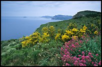 Wildflowers and Mediterranean seen from Route des Cretes. Marseille, France (color)