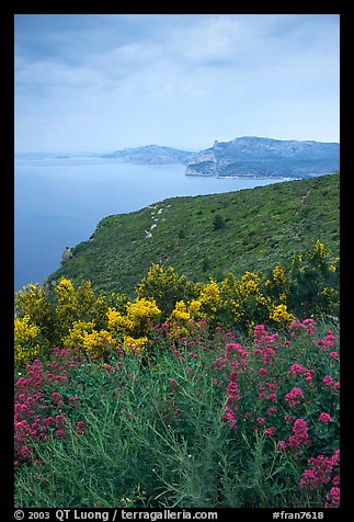 Wildflowers and Mediterranean seen from Route des Cretes. Marseille, France