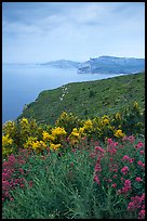 Wildflowers and Mediterranean seen from Route des Cretes. Marseille, France ( color)