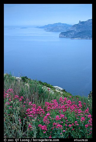 Wildflowers and cliffs dropping into the Mediterranean seen from Route des Cretes. Marseille, France