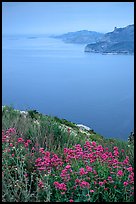 Wildflowers and cliffs dropping into the Mediterranean seen from Route des Cretes. Marseille, France (color)