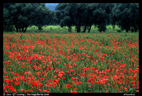 Red poppies and olive trees. Marseille, France (color)