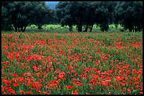 Pictures of Olive Trees