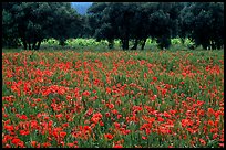 Red poppies and olive trees. Marseille, France