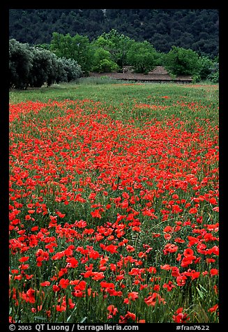 Red poppies and farm in the distance. Marseille, France (color)