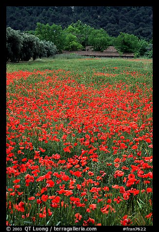 Red poppies and farm in the distance. Marseille, France