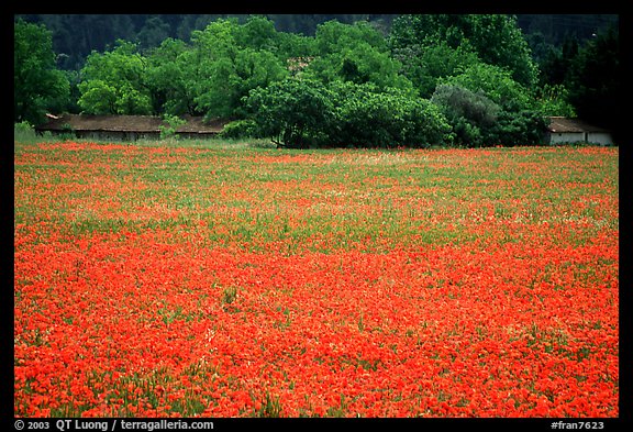 Red poppies and farm in the distance. Marseille, France (color)