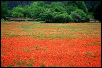 Red poppies and farm in the distance. Marseille, France ( color)