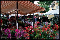 Flower Market, Nice. Maritime Alps, France