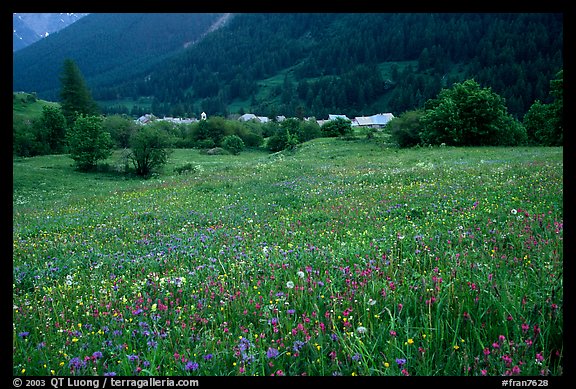 Meadow with wildflowers and village near Lautaret Pass. France (color)