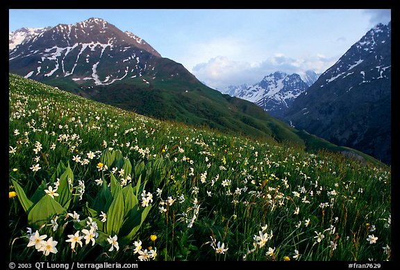 Wildflowers and Oisans range near Villar d'Arene, late afternoon. France (color)