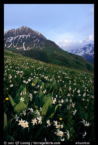 Wildflowers and Oisans range near Villar d'Arene, late afternoon. France