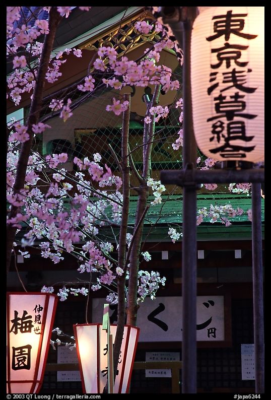 Lanterns and cherry blossoms on Nakamise-dori, Asakusa. Tokyo, Japan