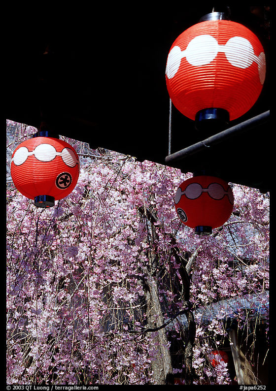 Lanterns and flowering sakura (cherry blossoms), Gion. Kyoto, Japan