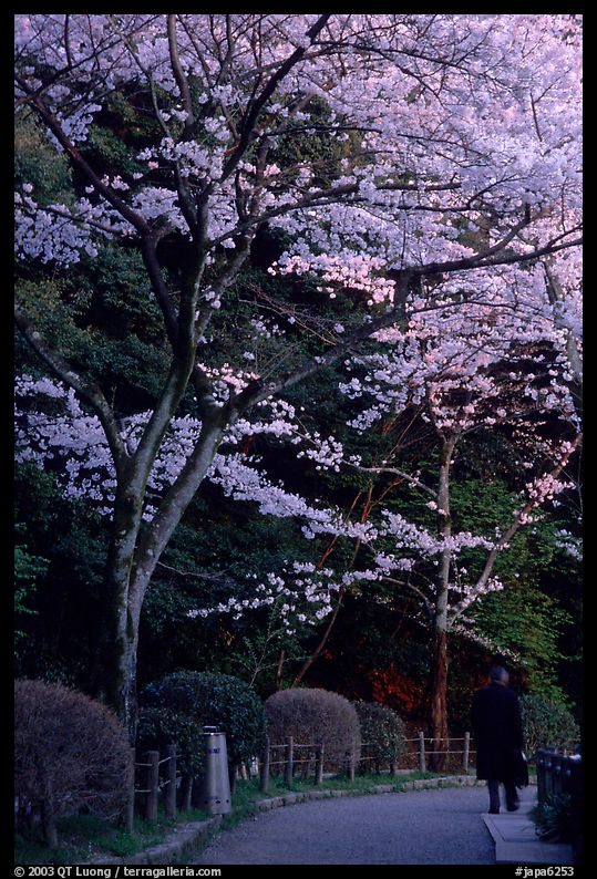 Tetsugaku-no-Michi (Path of Philosophy), a walkway lined up with cherry blossoms. Kyoto, Japan