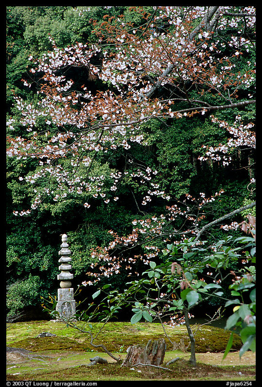 Garden with trees and mosses on the grounds of the Kinkaku-ji Temple. Kyoto, Japan