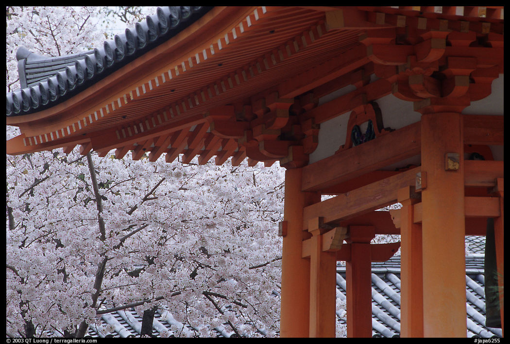 Cherry tree in bloom and temple roof. Kyoto, Japan
