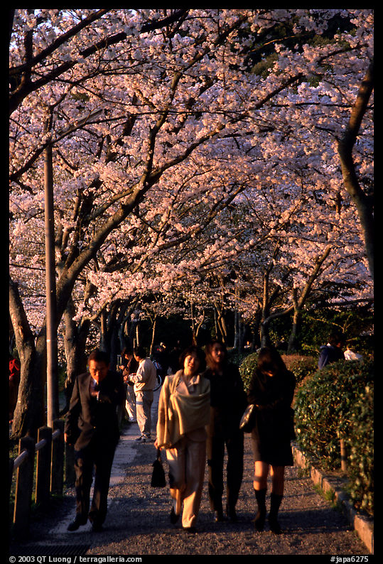 Strollers follow the Tetsugaku-no-Michi (Path of Philosophy), a traffic-free route. Kyoto, Japan