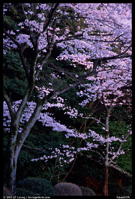 Cherry trees along the Tetsugaku-no-Michi (Path of Philosophy) at dusk. Kyoto, Japan