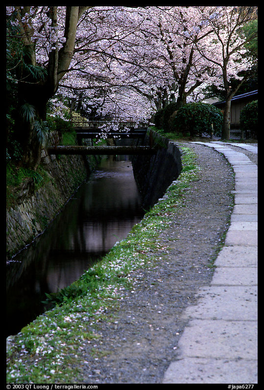 Tetsugaku-no-Michi (Path of Philosophy), a route beside a canal lined with cherry trees. Kyoto, Japan