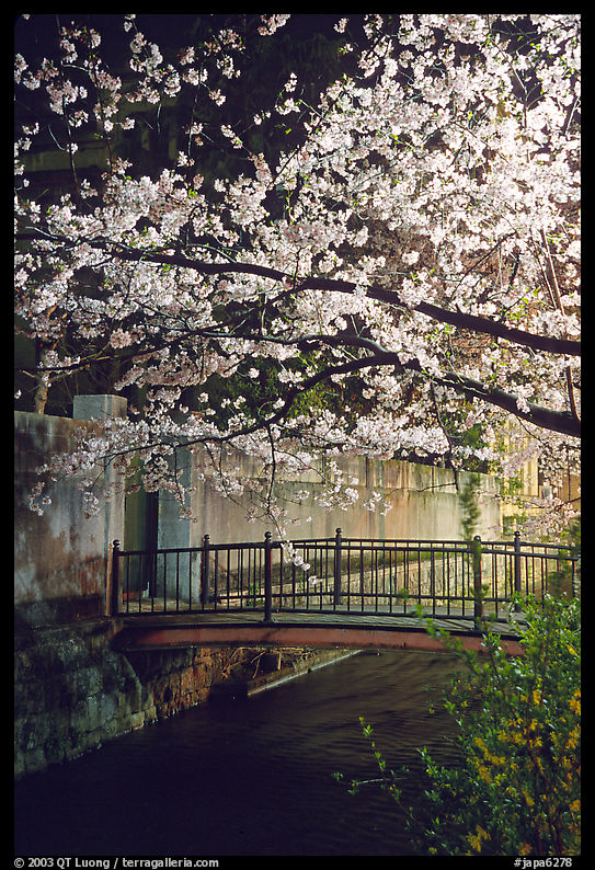 Bridge across a canal and cherry tree in bloom at night. Kyoto, Japan