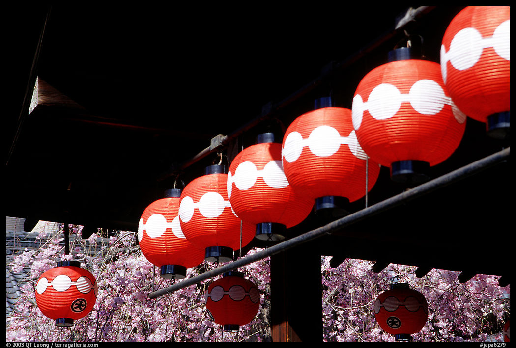 Lanterns and cherry blooms. Kyoto, Japan