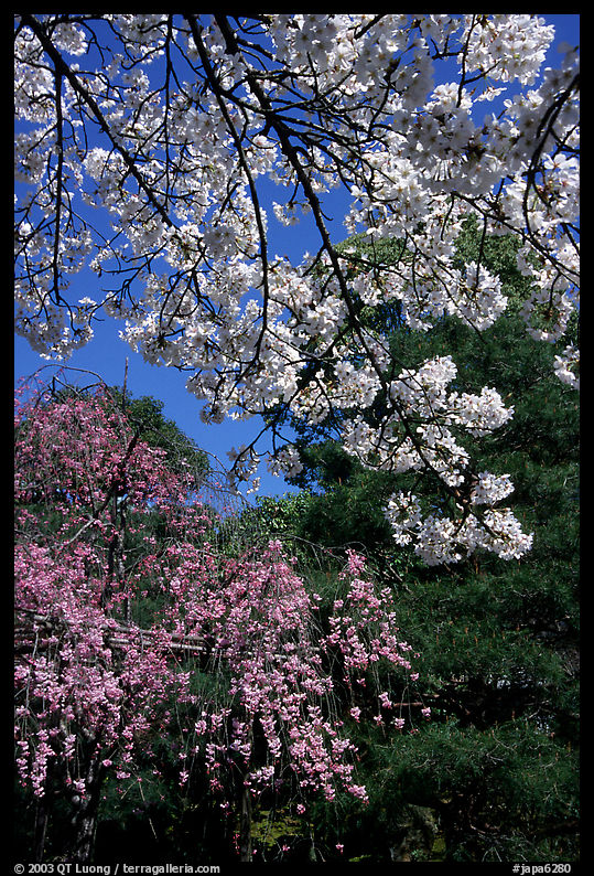 Sakura flowers: branch of white and red blossoms. Kyoto, Japan