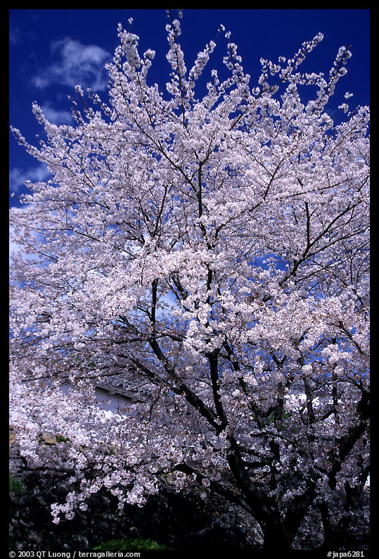 Sakura: flowering cherry tree. Kyoto, Japan