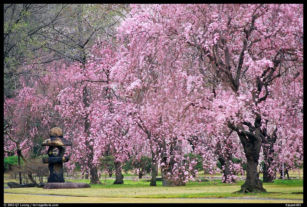 Pink Cherry trees on temple grounds. Kyoto, Japan