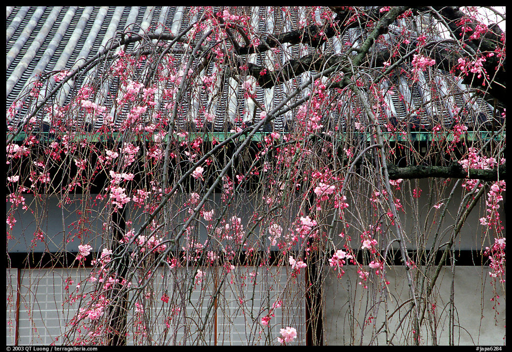 Temple walls and cherry tree in bloom. Kyoto, Japan