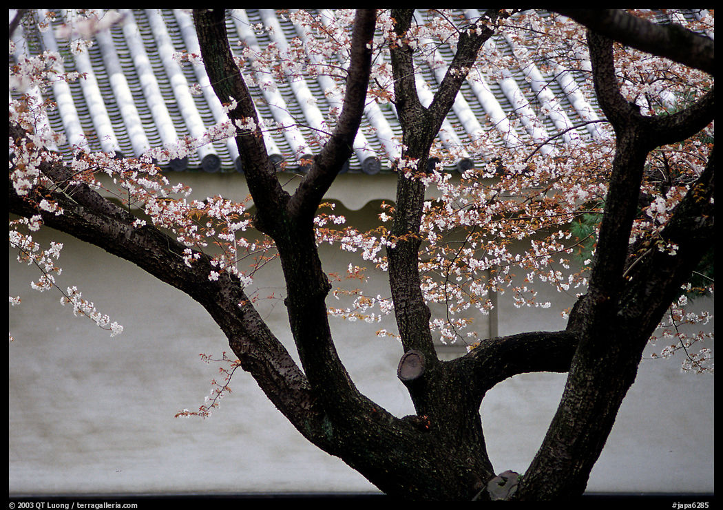 Trunk of cherry tree and temple wall. Kyoto, Japan