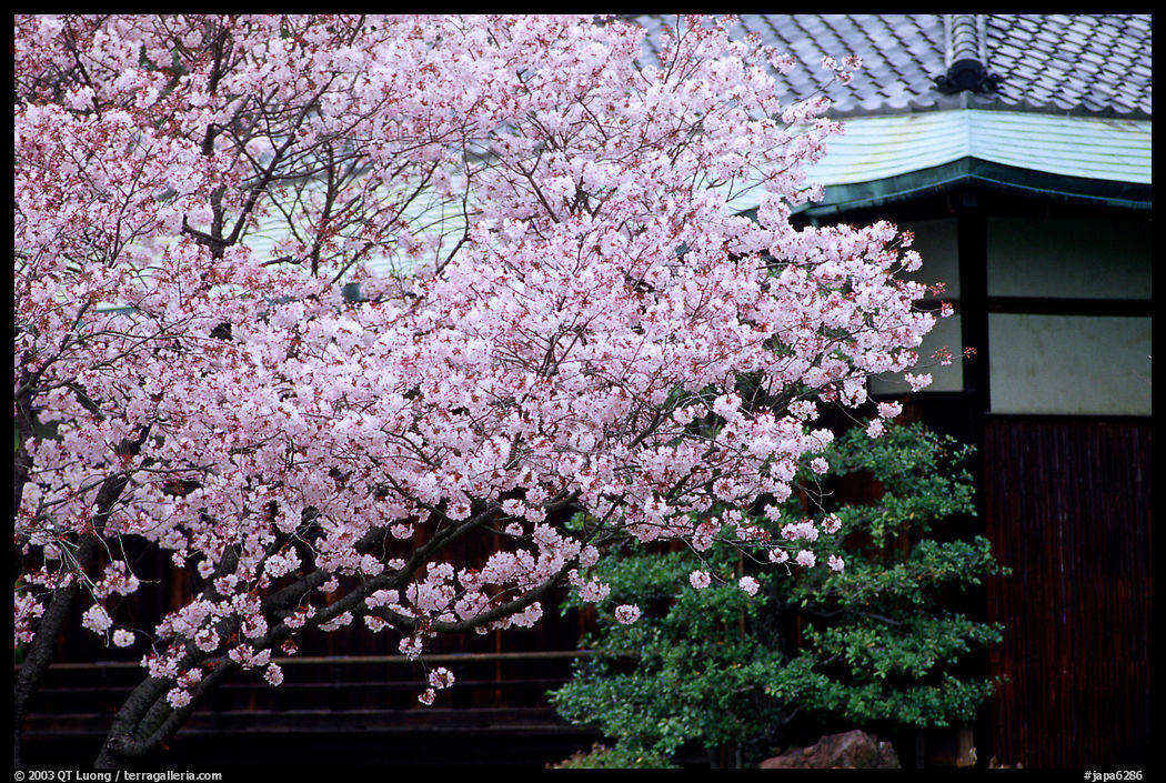 Sakura cherry blossoms and temple detail. Kyoto, Japan