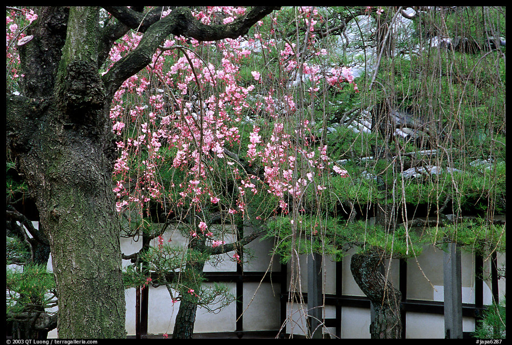 Cherry blossoms, pine tree, and temple wall, Sanjusangen-do Temple. Kyoto, Japan