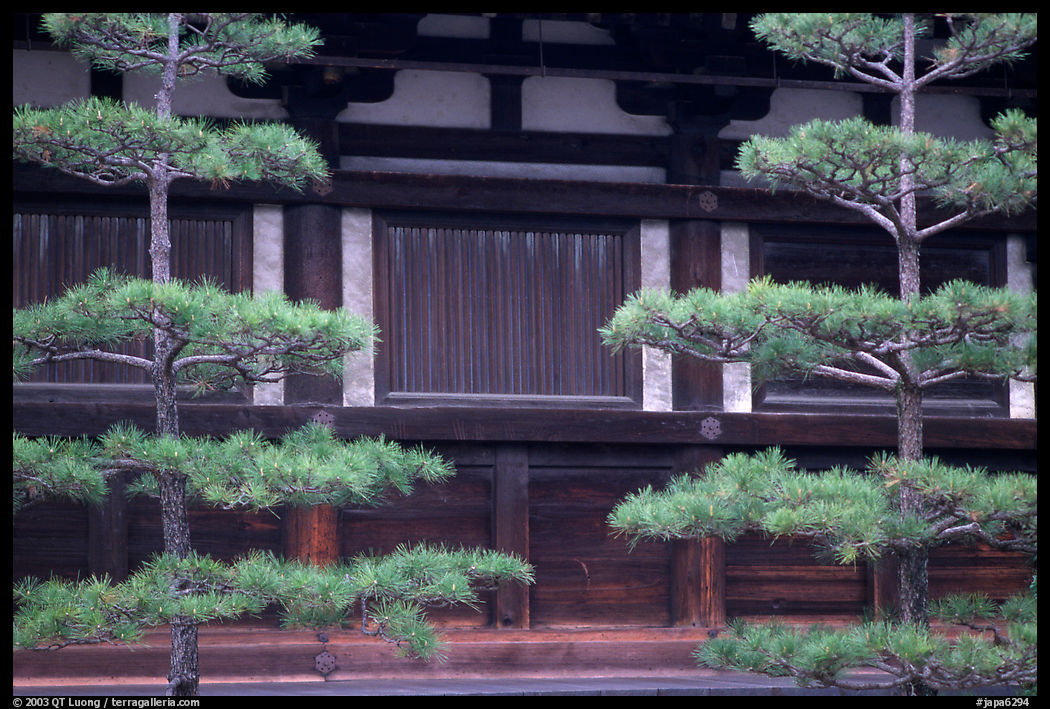 Pines and wooden walls, Sanjusangen-do Temple. Kyoto, Japan