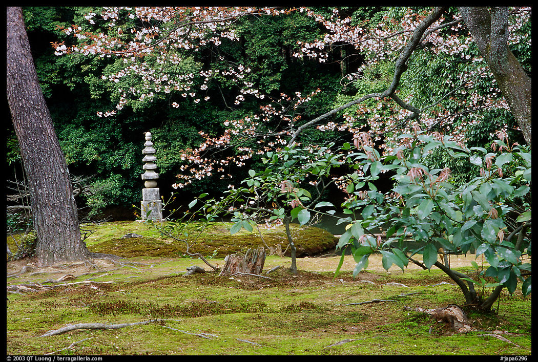 Garden with trees and mosses on the grounds of the Kinkaku-ji Temple. Kyoto, Japan