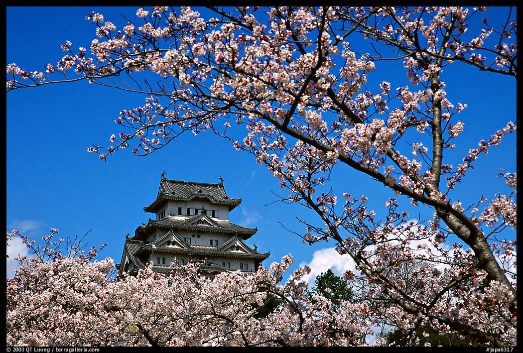Branch with cherry flowers and castle. Himeji, Japan