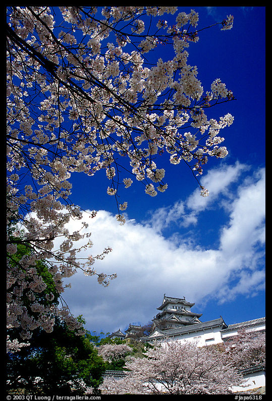 Cherry blooms and castle. Himeji, Japan