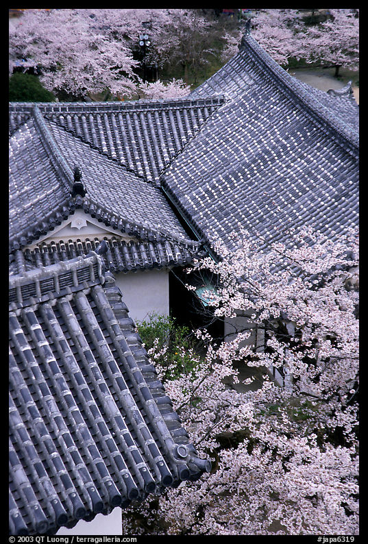 Roofs and cherry blossoms seen from the castle donjon. Himeji, Japan