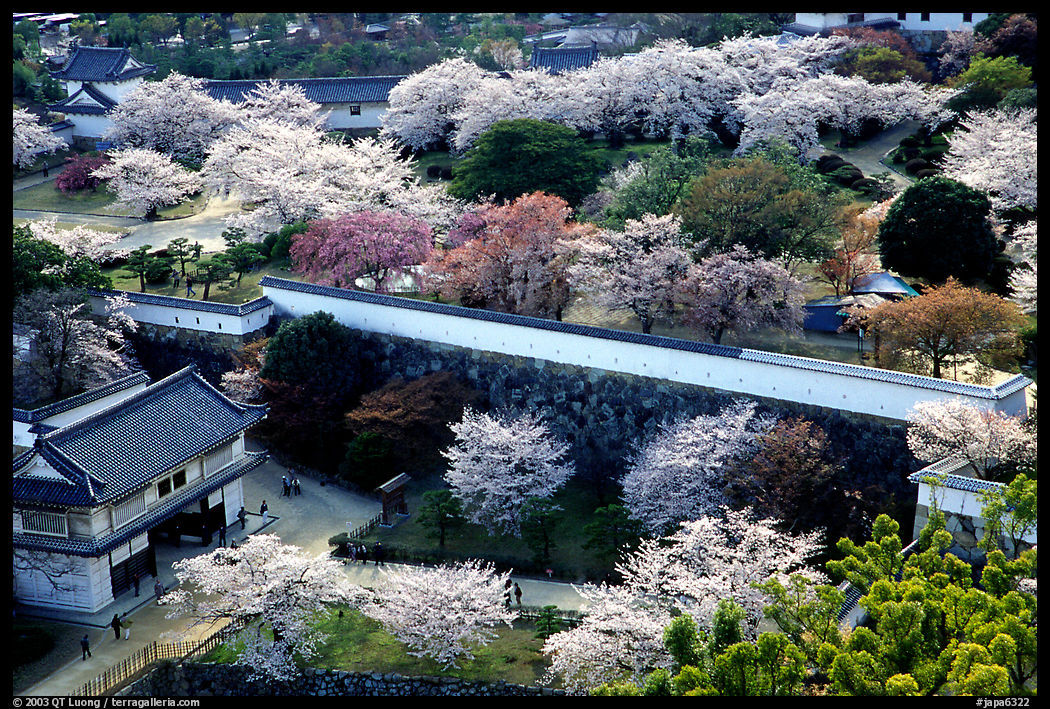 Castle grounds and walls with blossoming cherry trees. Himeji, Japan