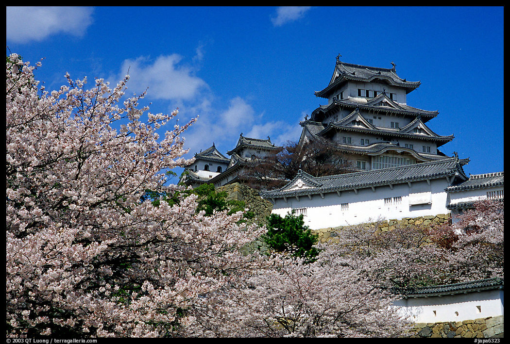 Blooming cherry tree and castle. Himeji, Japan