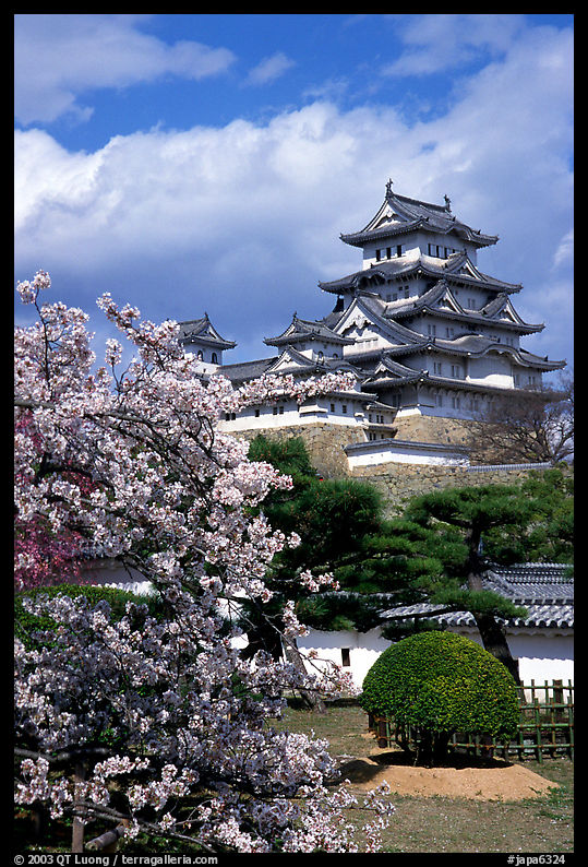 Blossoming cherry tree and castle. Himeji, Japan