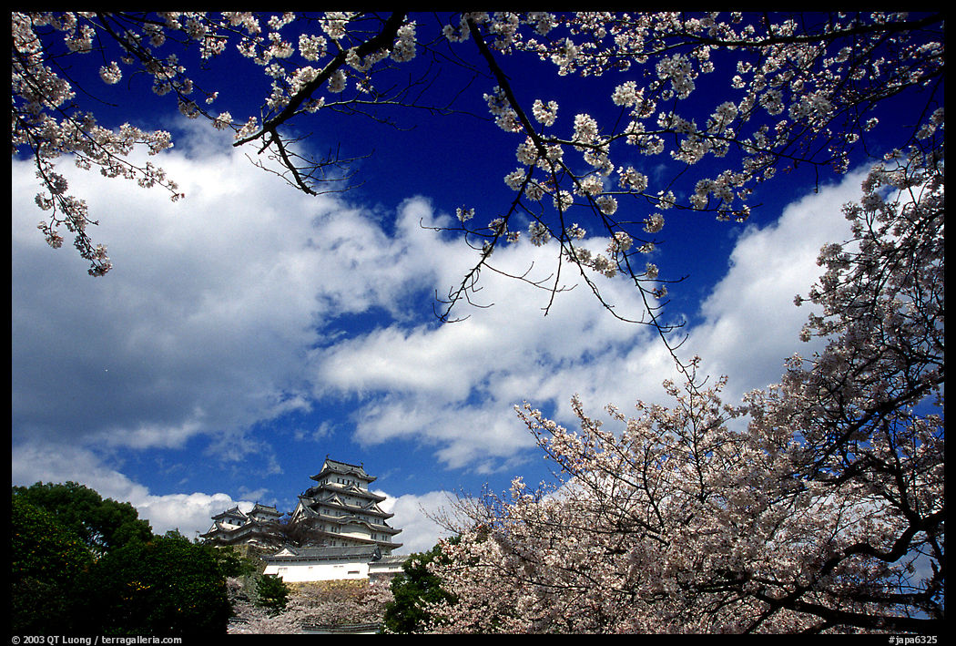 Branches of cherry blossoms and castle. Himeji, Japan