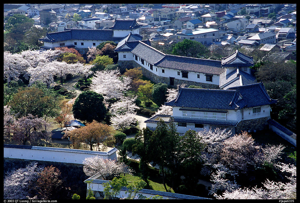 Castle grounds and walls with cherry trees in bloom. Himeji, Japan